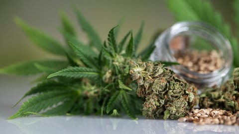 Hanfblätter und Blüten - CBD wird aus den Blättern der Hanfpflanze gewonnen. Forschende wollen nun in einer neuen Studie untersuchen, ob der Wirkstoff bei Psychosen helfen kann - ein Durchbruch für die Medizin 2025? (Foto: IMAGO, Panthermedia) Hanfblätter und Blüten - CBD wird aus den Blättern der Hanfpflanze gewonnen. Forschende wollen nun in einer neuen Studie untersuchen, ob der Wirkstoff bei Psychosen helfen kann - ein Durchbruch für die Medizin 2025?