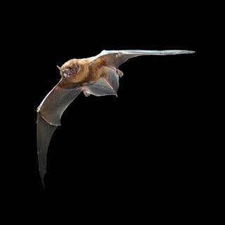 Grosser Abendsegler (Nyctalus noctula)