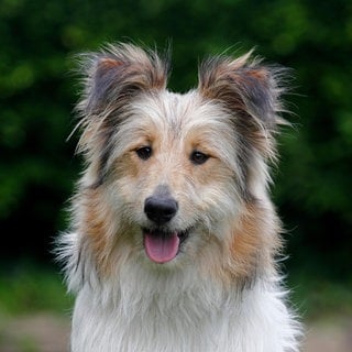 falbfarbene Bearded Collie-Collie-Mischlingshündin